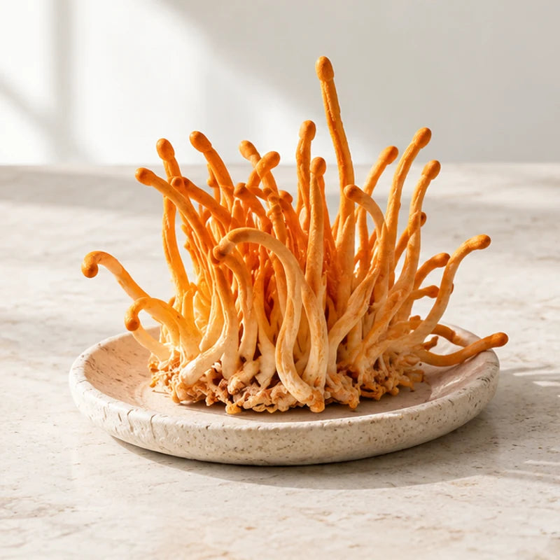 Illustrative close-up of orange Cordyceps militaris on a pale ceramic dish